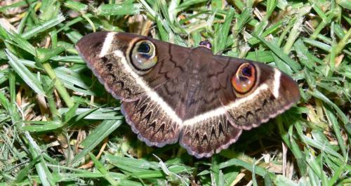 Réf. 221 484 : Cyligramma latona